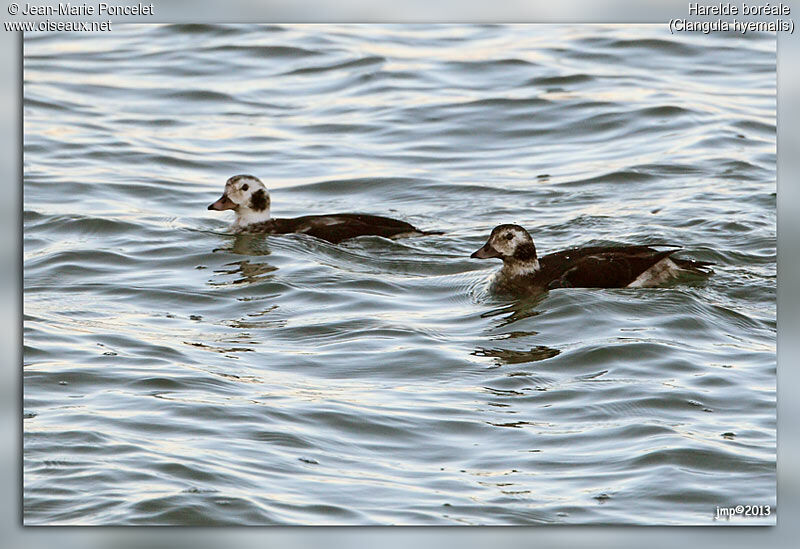 Long-tailed Duck