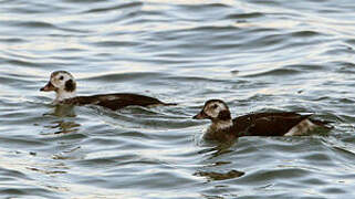 Long-tailed Duck