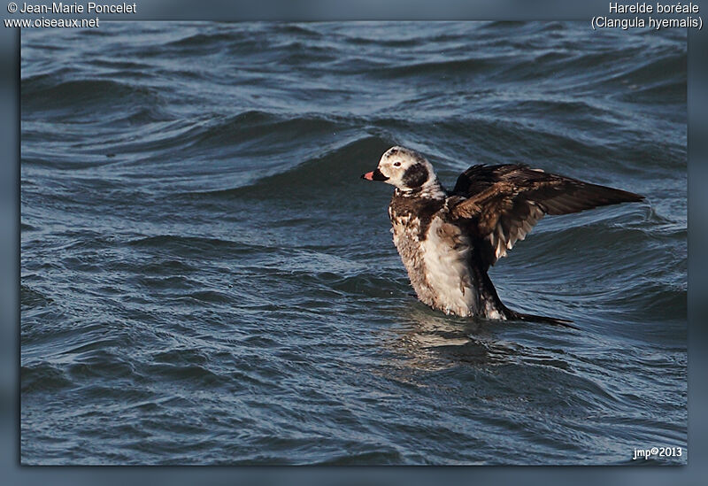 Long-tailed Duck