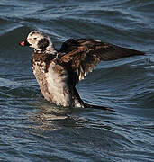 Long-tailed Duck