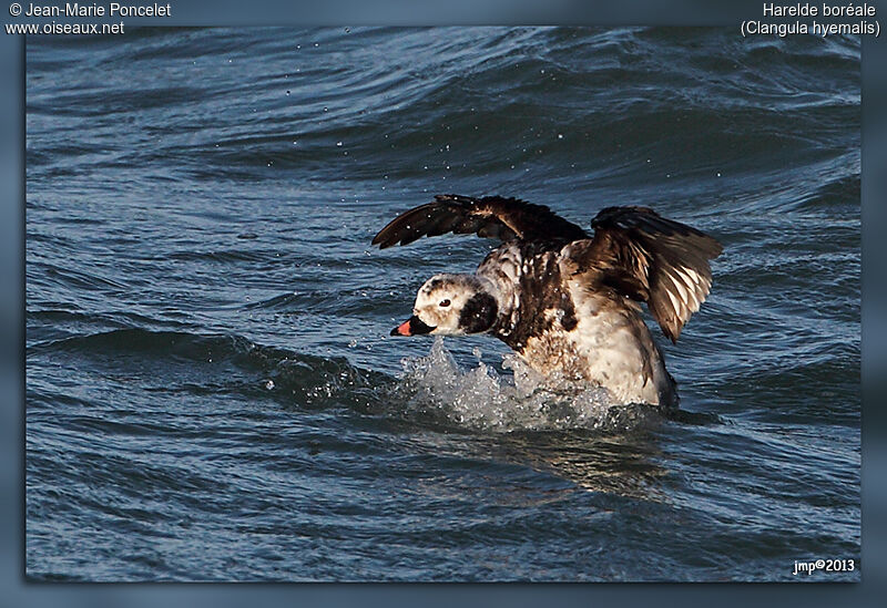 Long-tailed Duck