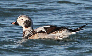 Long-tailed Duck