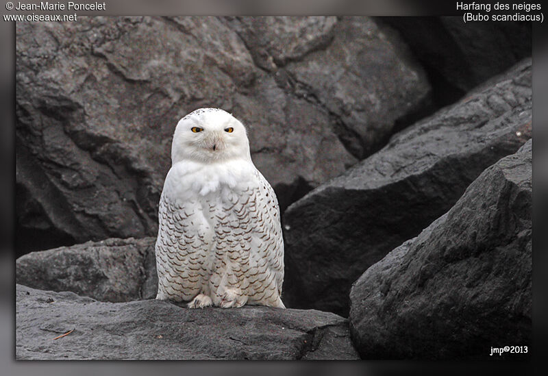 Harfang des neiges