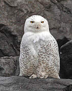 Snowy Owl