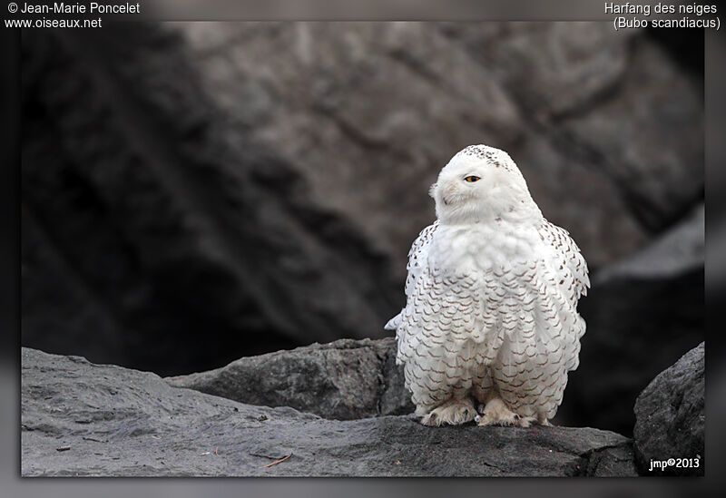 Harfang des neiges