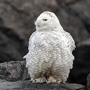 Snowy Owl