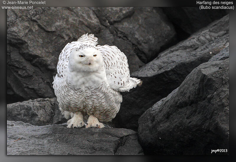 Snowy Owl