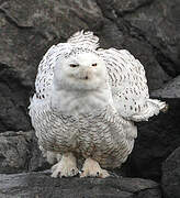 Snowy Owl