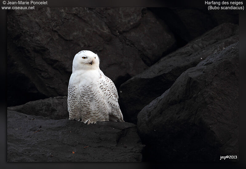 Harfang des neiges