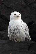 Snowy Owl