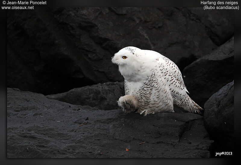 Harfang des neiges