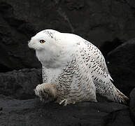 Snowy Owl