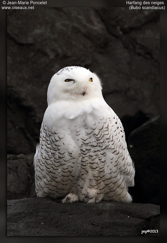 Snowy Owl