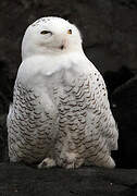 Snowy Owl