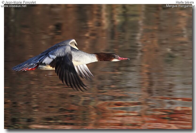 Common Merganser