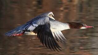 Common Merganser