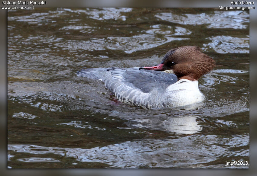 Common Merganser