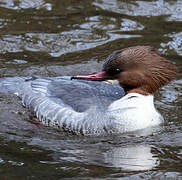 Common Merganser