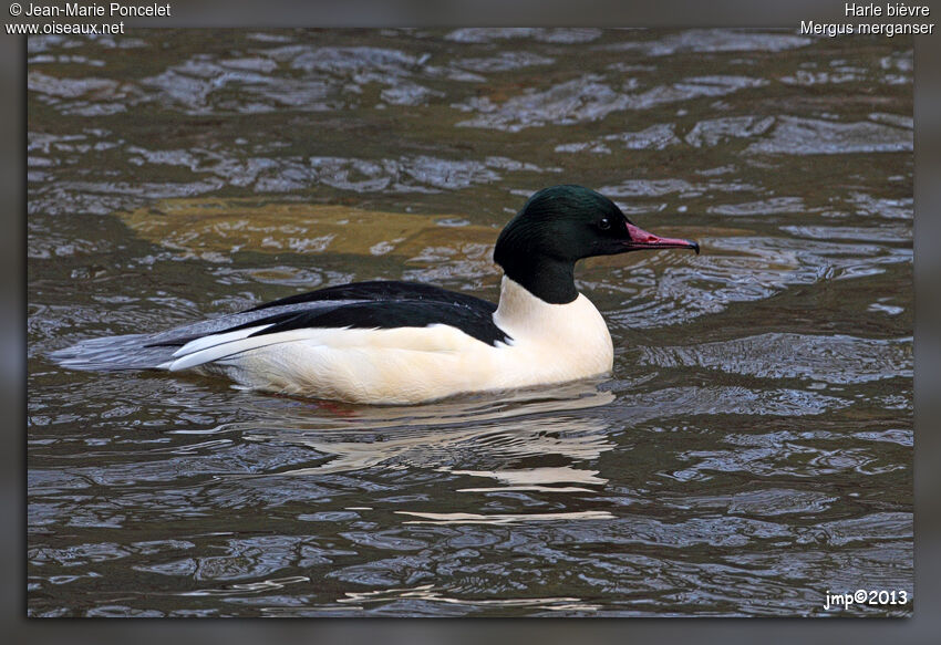 Common Merganser male