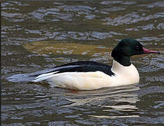 Common Merganser