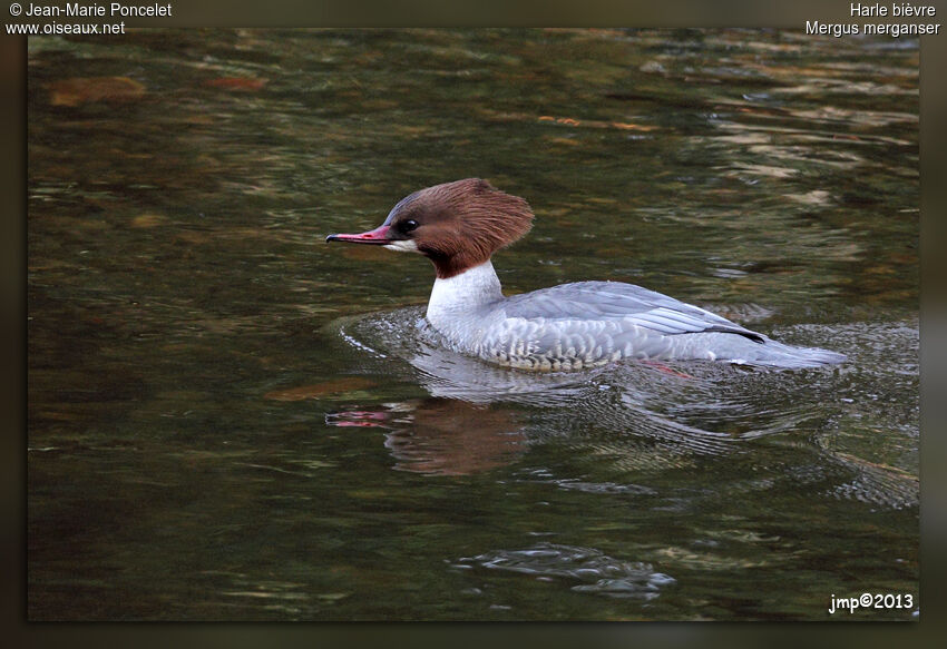 Common Merganser