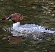 Common Merganser