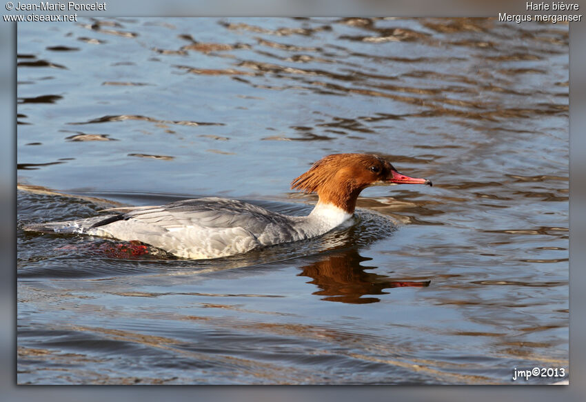 Common Merganser female