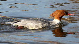 Common Merganser