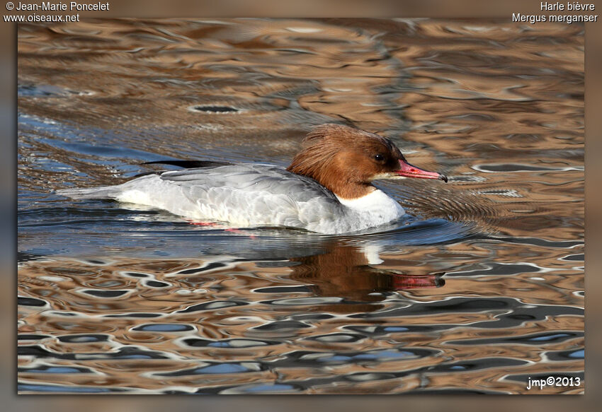 Common Merganser female