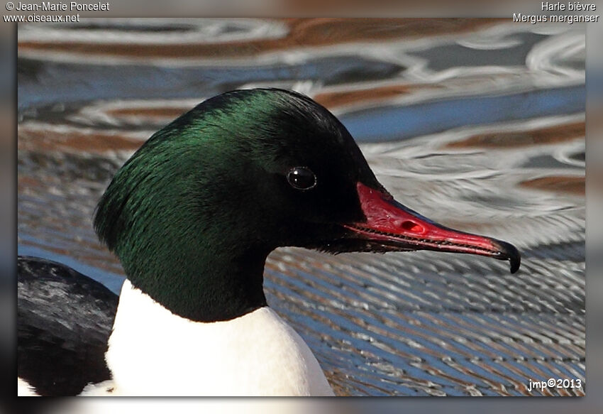 Common Merganser