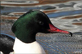 Common Merganser