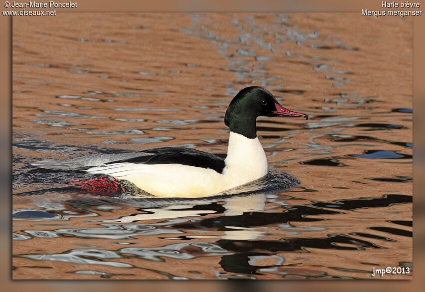 Common Merganser