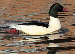 Common Merganser