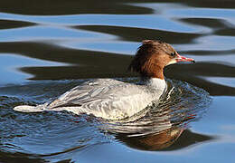 Common Merganser