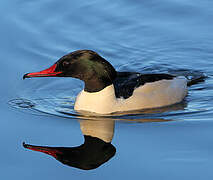 Common Merganser