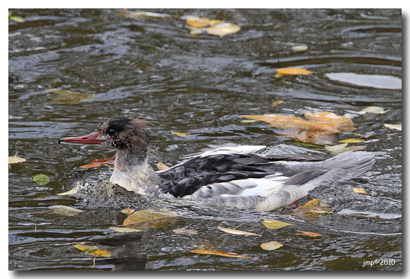 Common Merganser