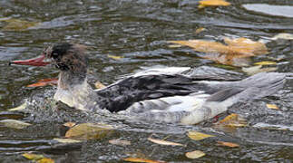 Common Merganser