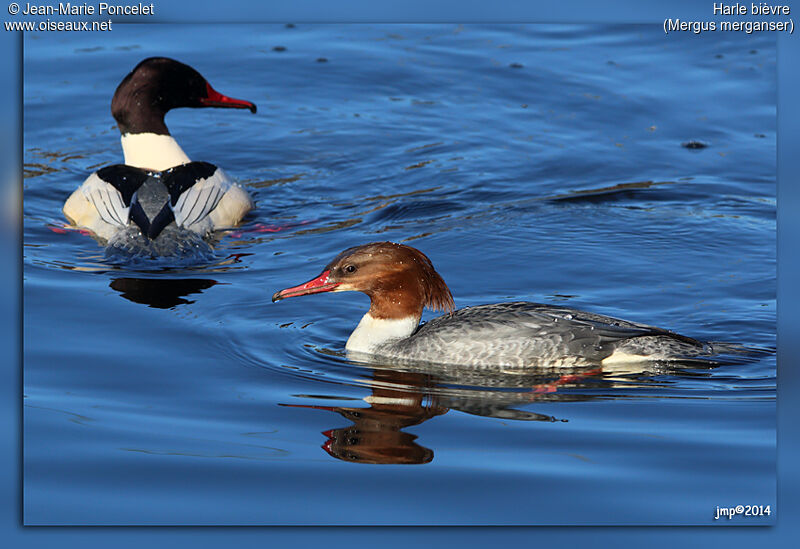 Common Merganser