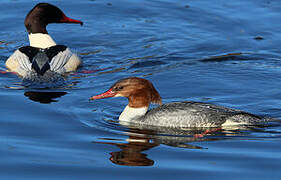 Common Merganser