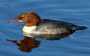 Common Merganser