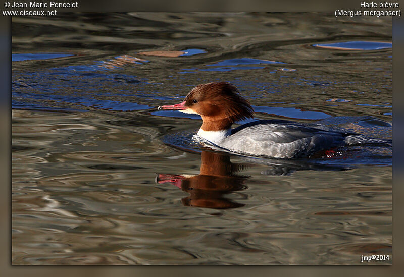 Common Merganser female