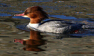 Common Merganser