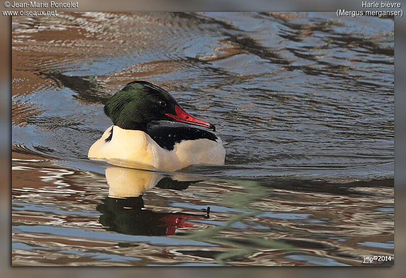 Common Merganser male