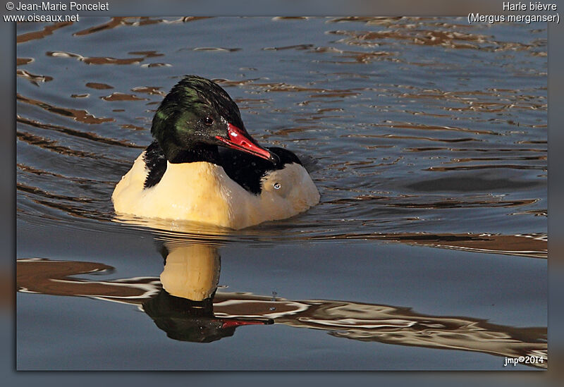 Common Merganser male