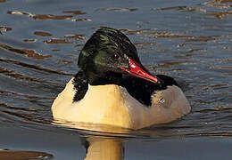 Common Merganser