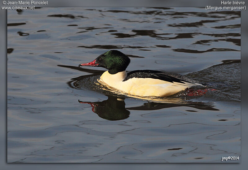 Common Merganser male