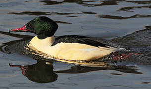 Common Merganser