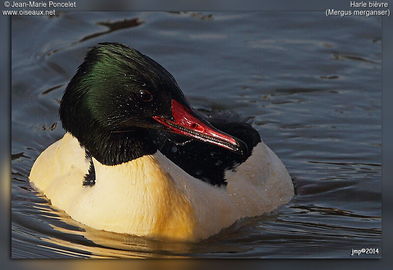 Common Merganser male