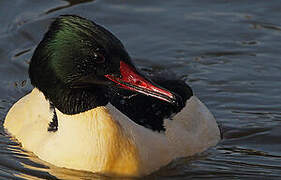 Common Merganser