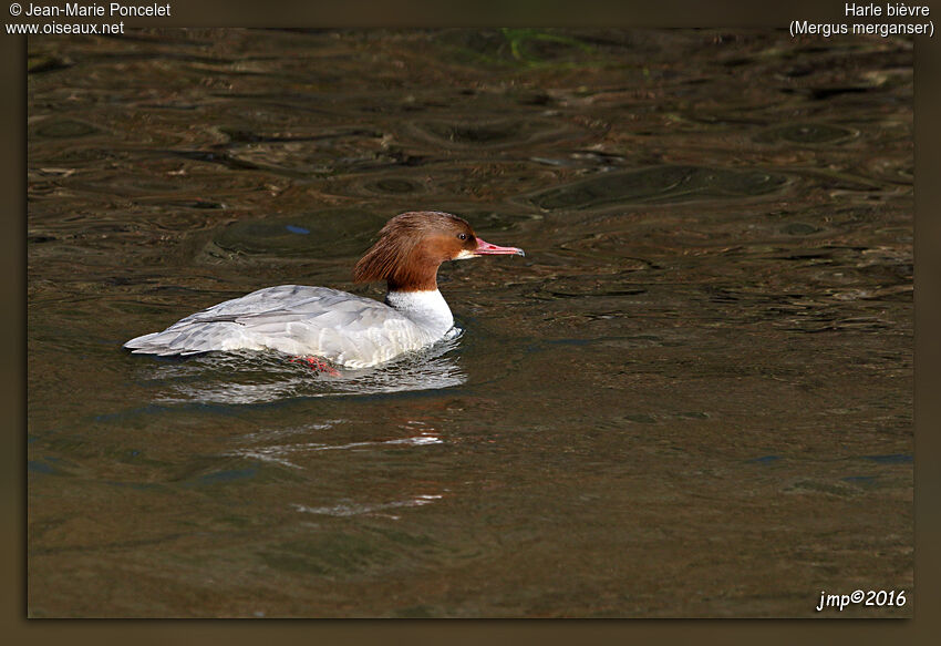 Common Merganser female